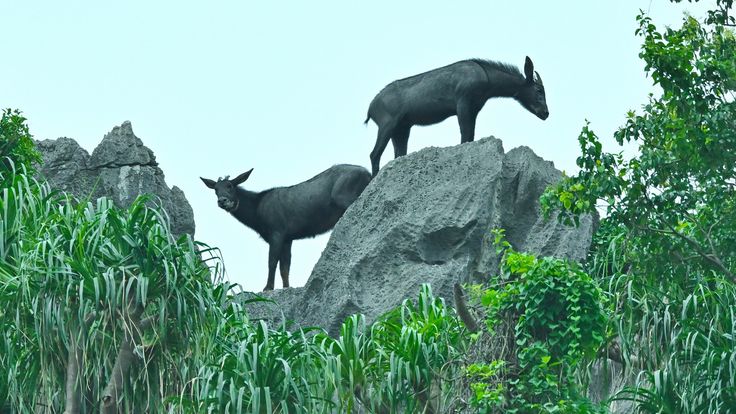 HYROX ฉบับแคร์สัตว์ป่า  แบกน้ำขึ้นเขาให้เลียงผาหน้าแล้ง