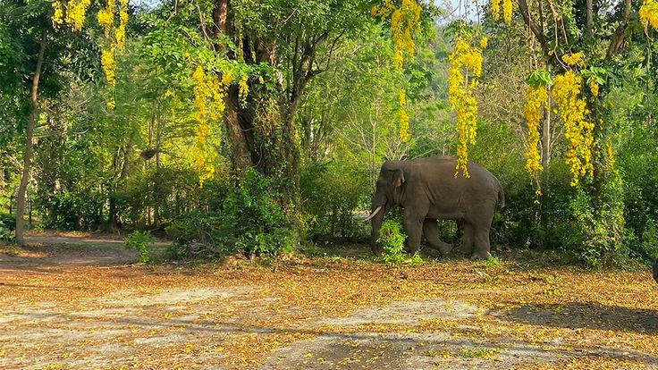 เปิดทำเนียบ “ช้างป่าชุมชน” เขาใหญ่ ตอน 4