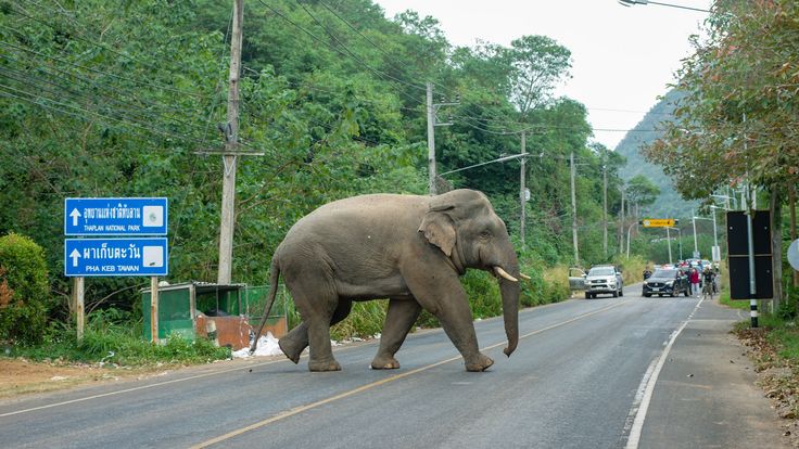 Unveiling the “Community Wild Elephants” of Khao Yai, Part 5: