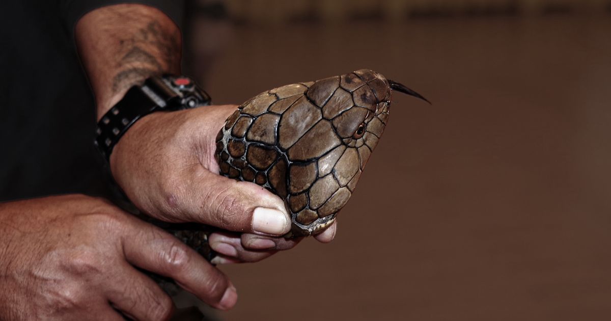 Ophiology Workshop in Khao Yai: Coexist Safely with Snakes