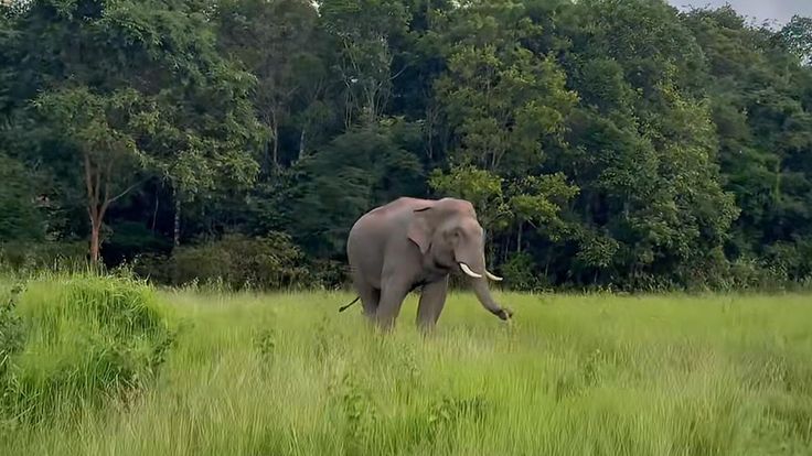 เปิดทำเนียบ “ช้างป่าชุมชน” เขาใหญ่ ตอน 8