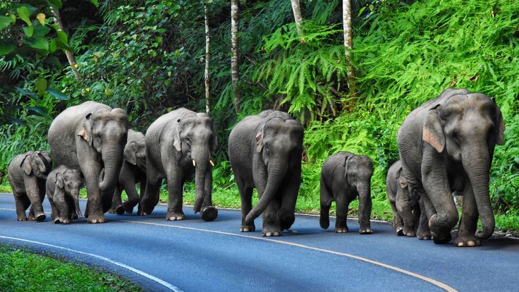 เขาใหญ่ หุบเขาแห่งความสุข