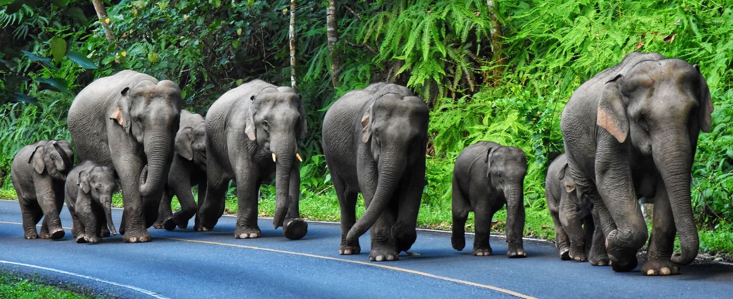 Khao Yai  - The Valley of Happiness