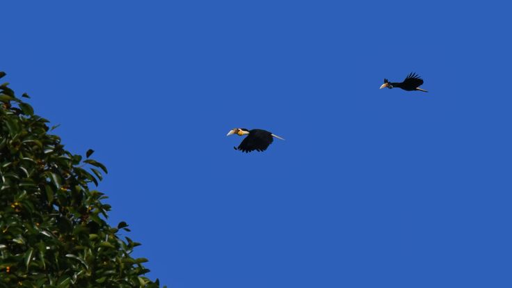 Talking about birds with “Suthee Supparatvikorn”