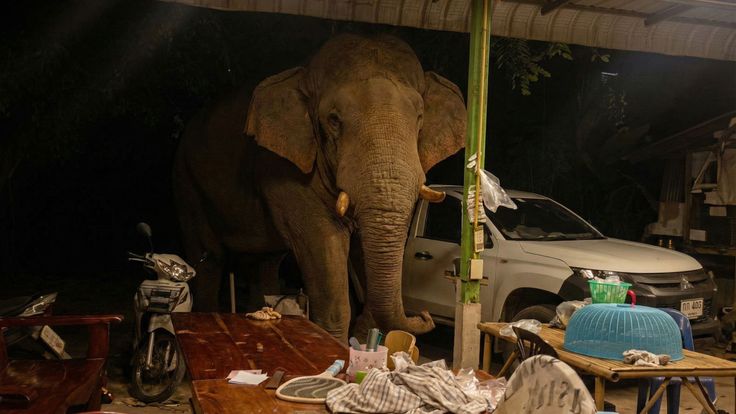 When the "Human vs. Elephant" problem becomes a "Human vs. Human" issue