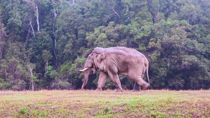 เปิดทำเนียบ “ช้างป่าชุมชน” เขาใหญ่ ตอนที่ 1