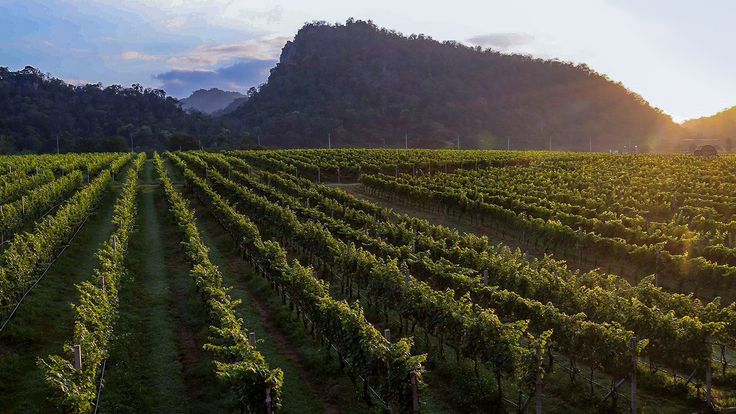 ไร่องุ่นชื่อดังเขาใหญ่ตบเท้าร่วมงาน Food & Wine 2026 