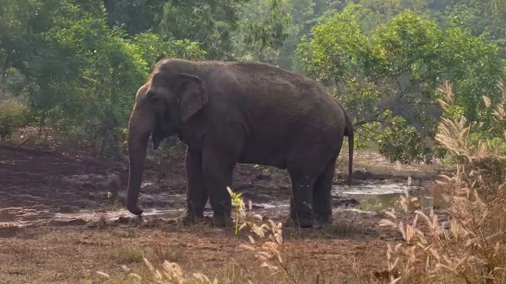 เปิดทำเนียบ “ช้างป่าชุมชน” เขาใหญ่ ตอนที่ 2 