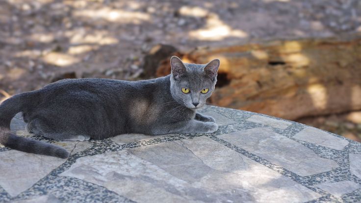 “ดอกเลา เทาเงิน” เสน่ห์แมวโคราช 